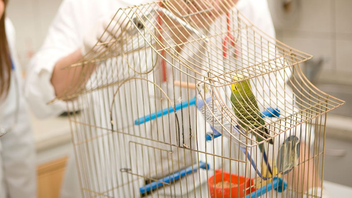 idioma periquitos agapornis 7