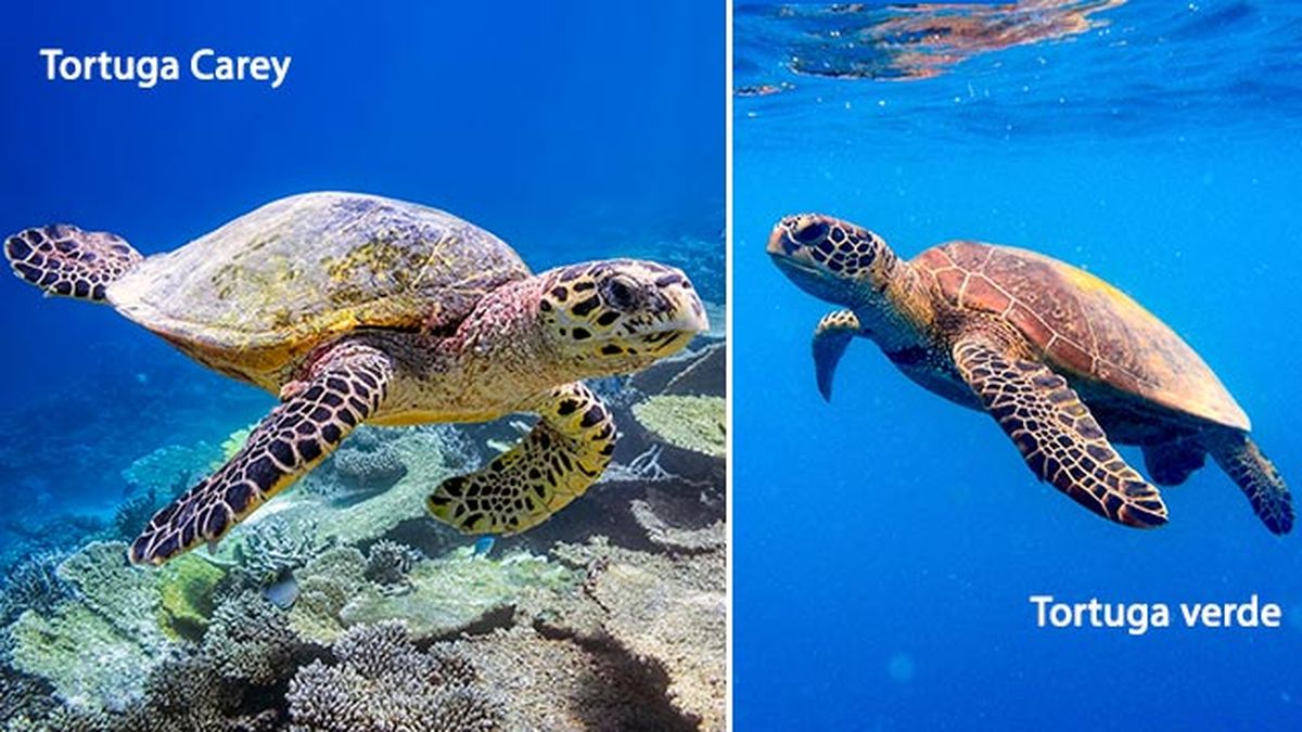 animales oceano peligro extincion tortugas