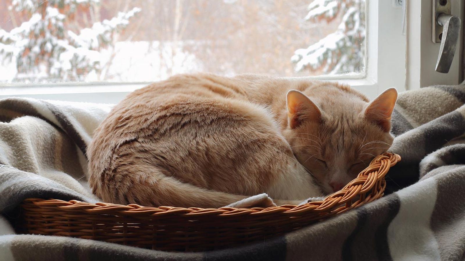 gatos invierno consejos prevenir frio 1 gatos invierno consejos prevenir frio 1