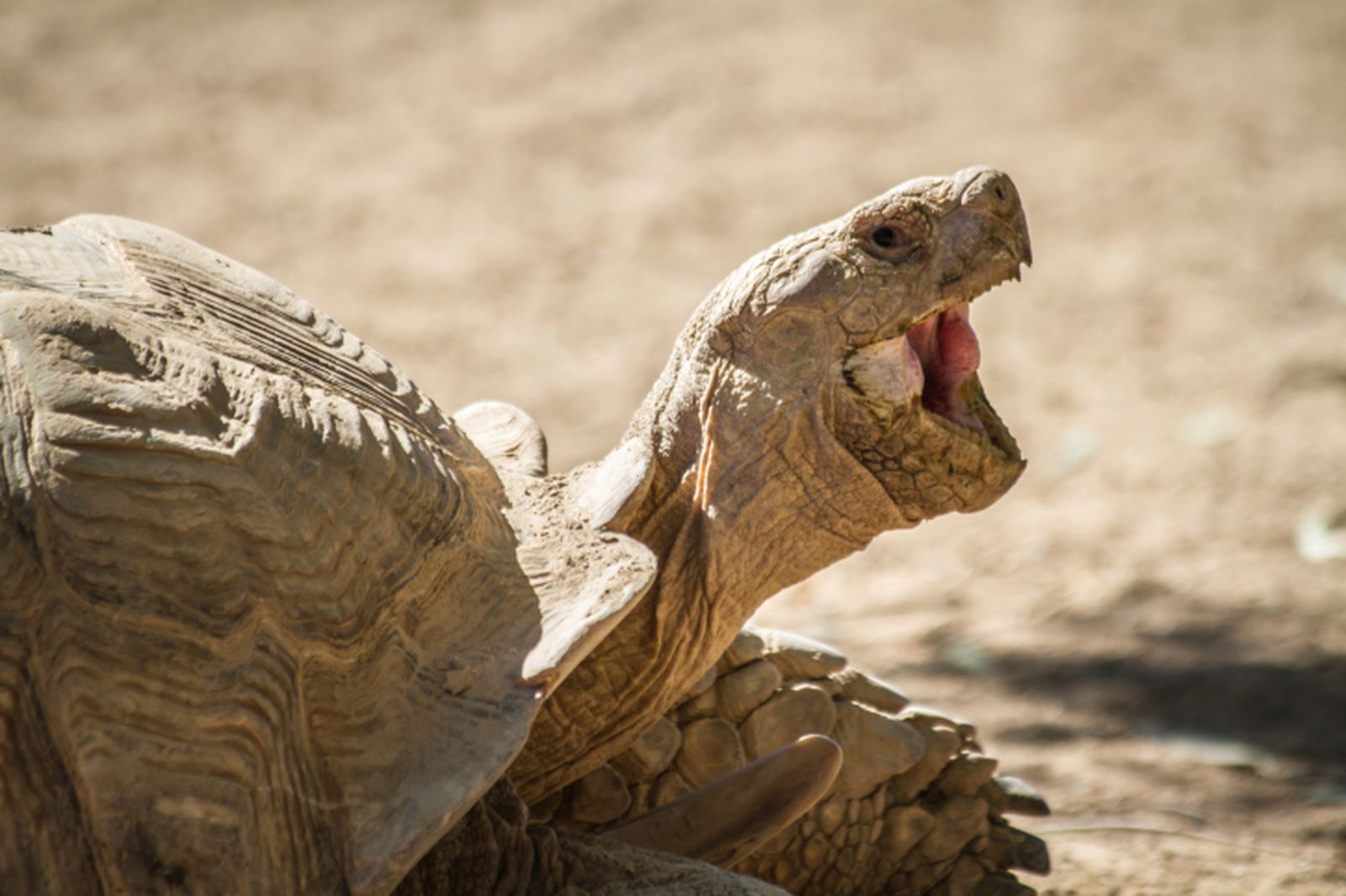 Tortuga bostezando Tortuga bostezando