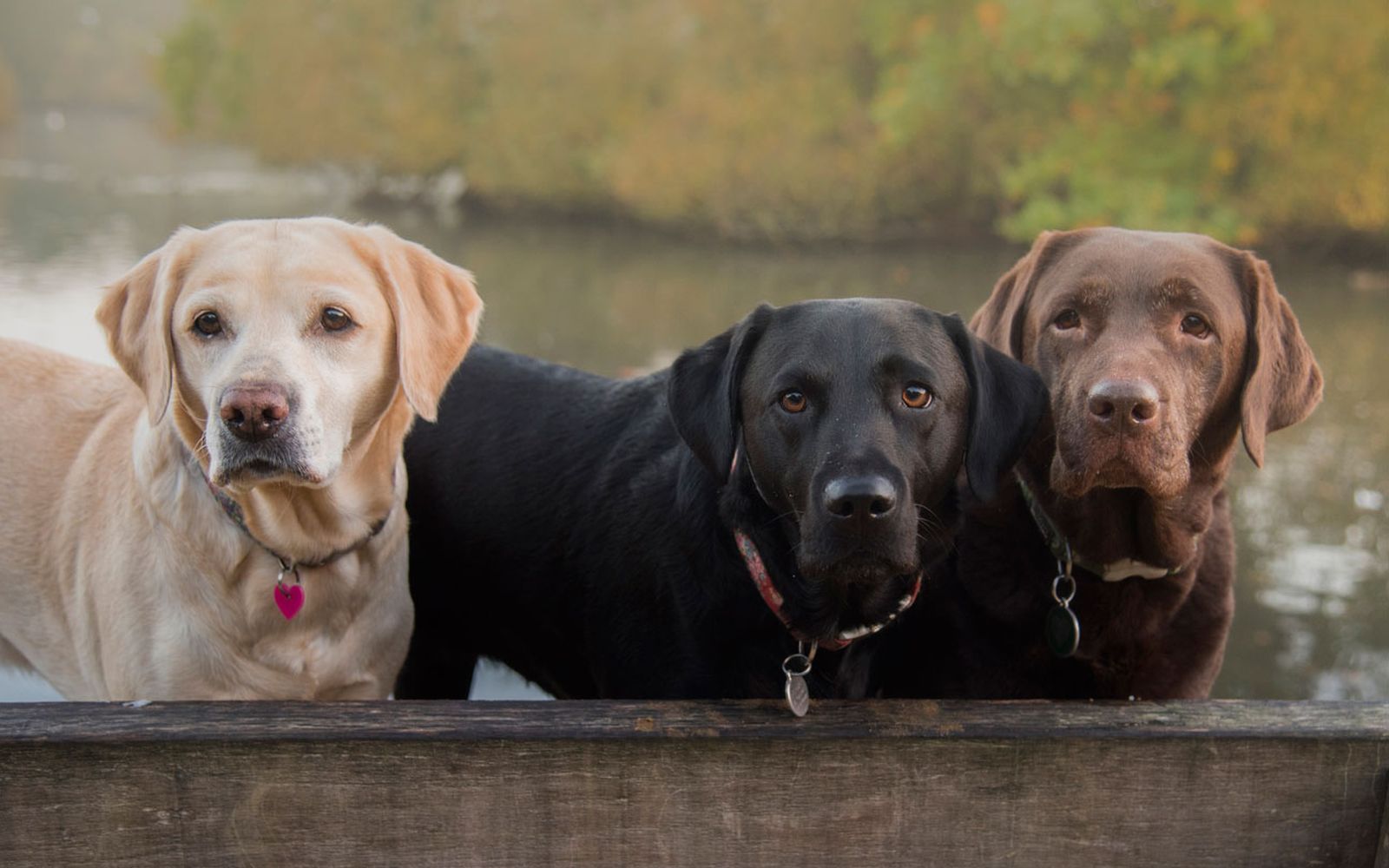 tipos de retriever labrador retriever tipos de retriever labrador retriever