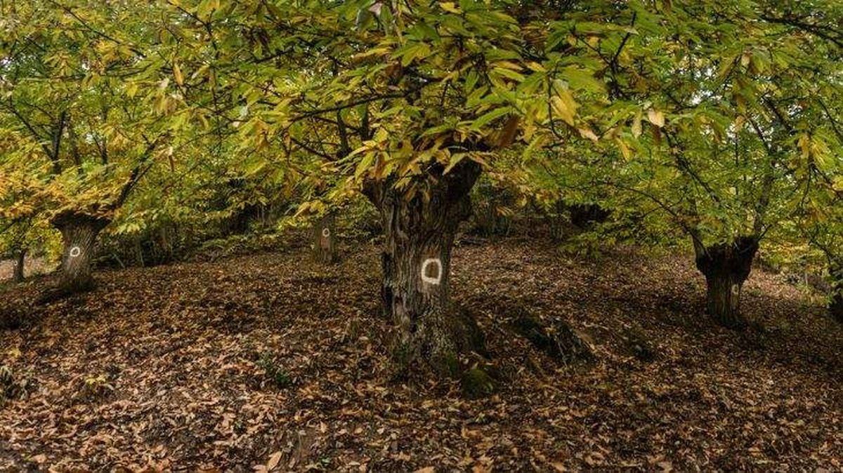 tinta del castano identificacion