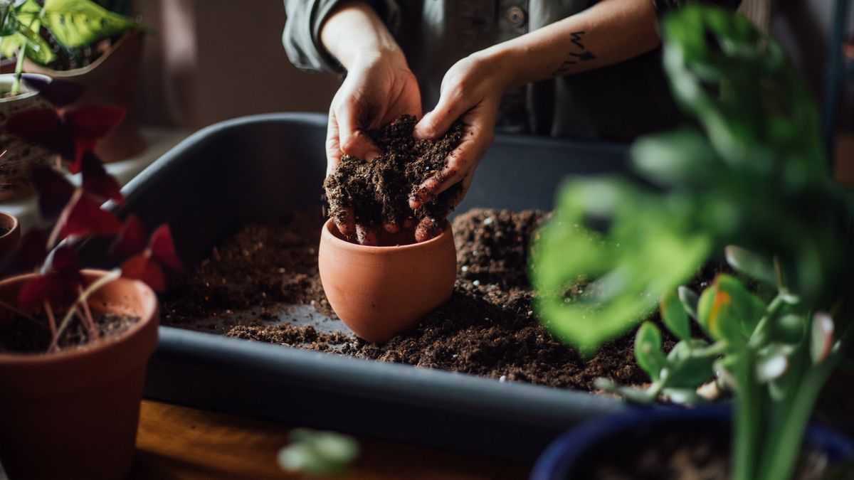 Durante el trasplante las plantas son sometidas a mucho estrés