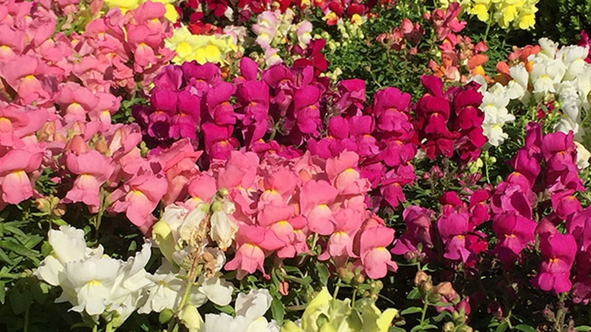 boca de dragon curiosidades