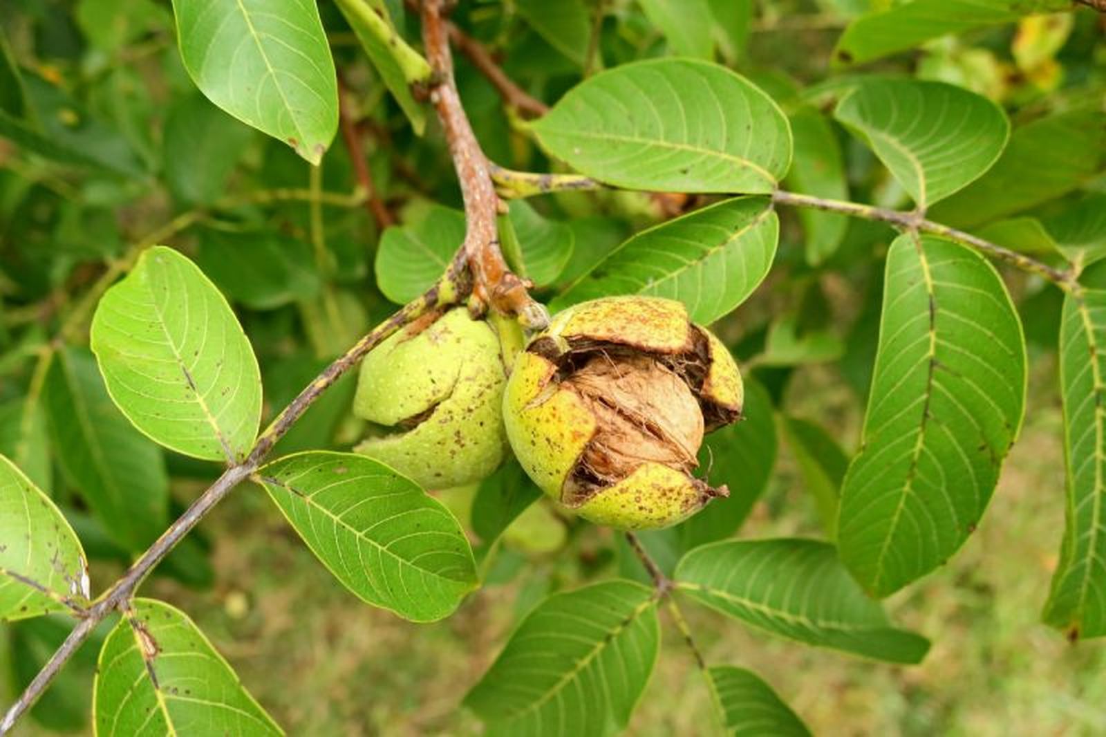 Nuez en un nogal europeo o Juglans regia Nuez en un nogal europeo o Juglans regia