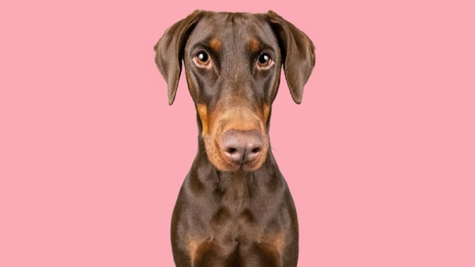 doberman 10 doberman 10