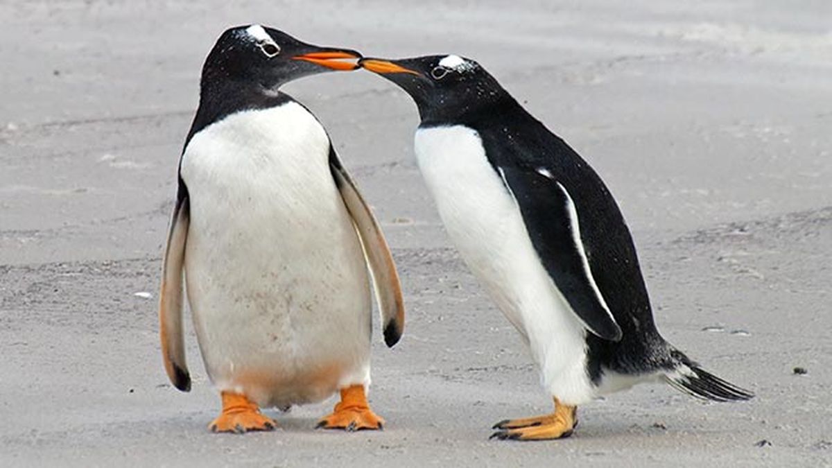 aspectos curiosos pinguinos 5