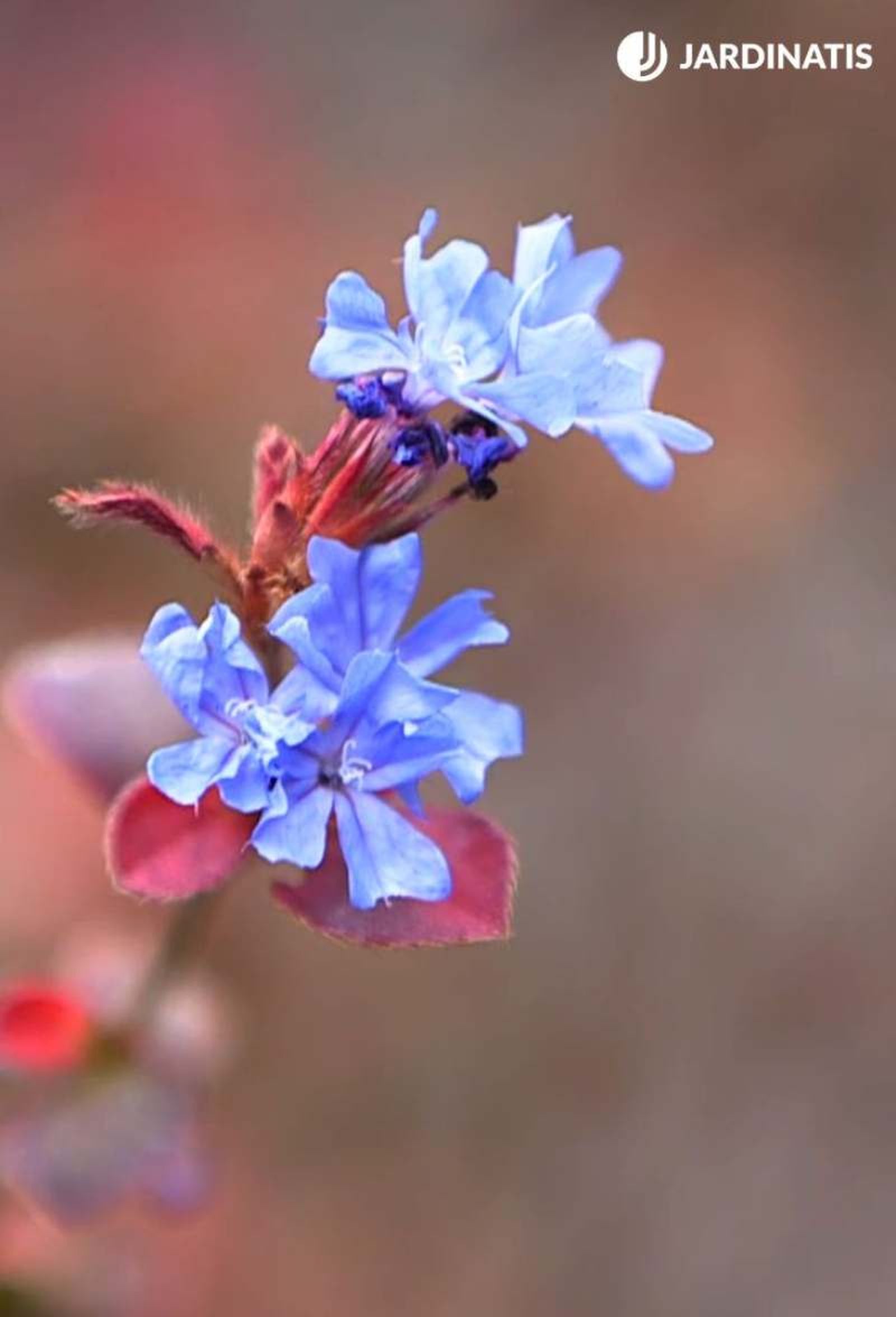 Ceratostigma griffithi Ceratostigma griffithi