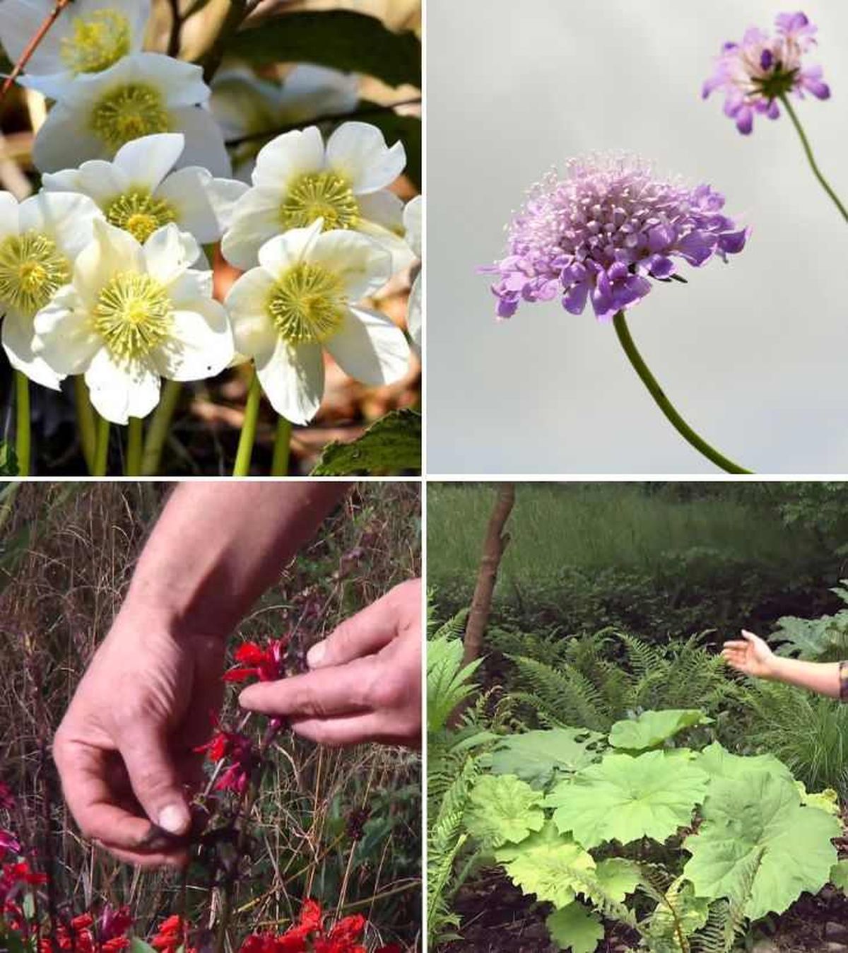 De arriba a abajo: heléboro, scabiosa, lobelia y Astilboides tabularis