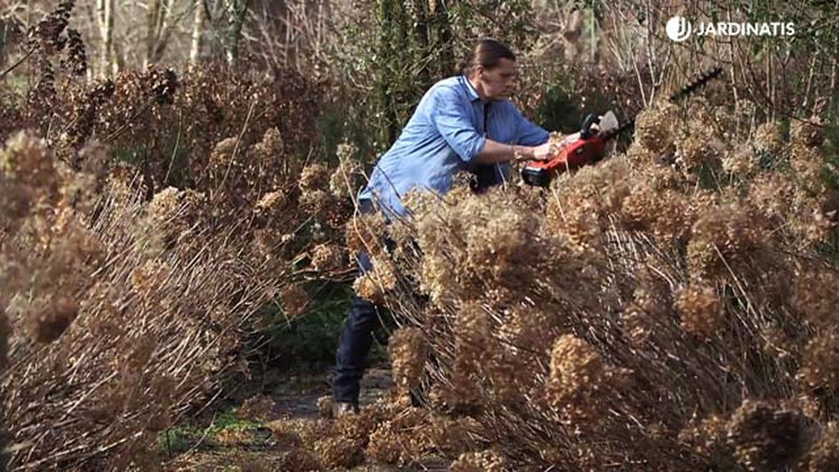 983 podar hortensias anabel
