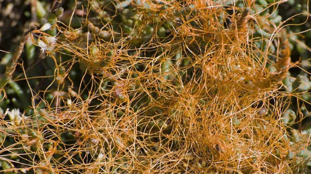 planta cuscuta caracteristicas