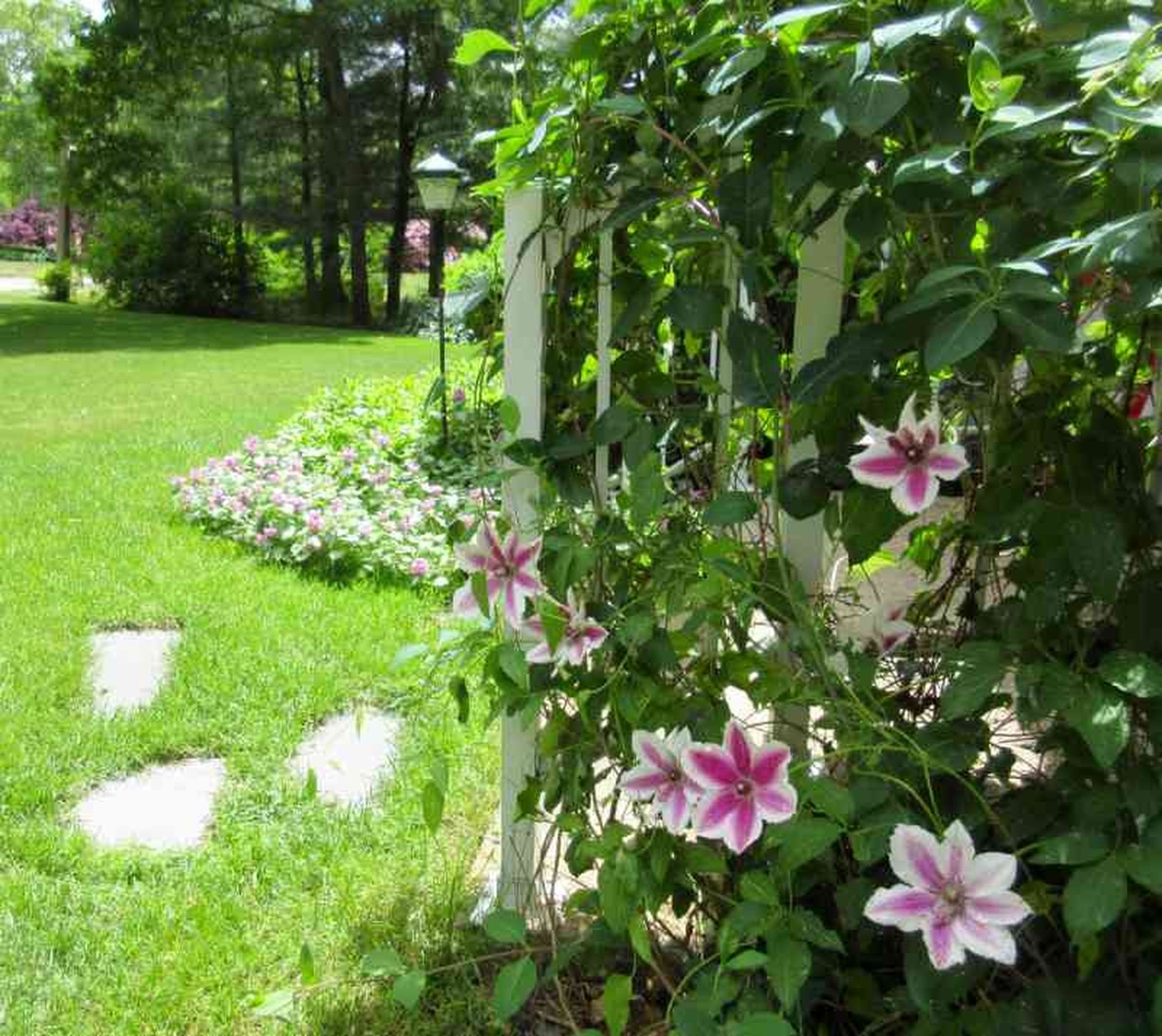 clemátide (Clematis) clemátide (Clematis)