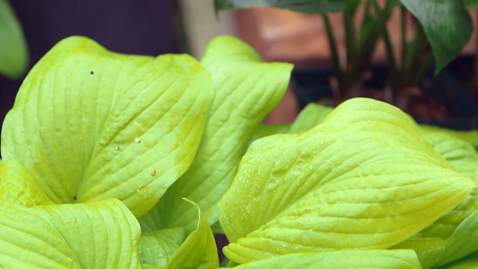 bBrico 953 3 cinta cobre plaga caracoles hostas hoja amarilla bBrico 953 3 cinta cobre plaga caracoles hostas hoja amarilla