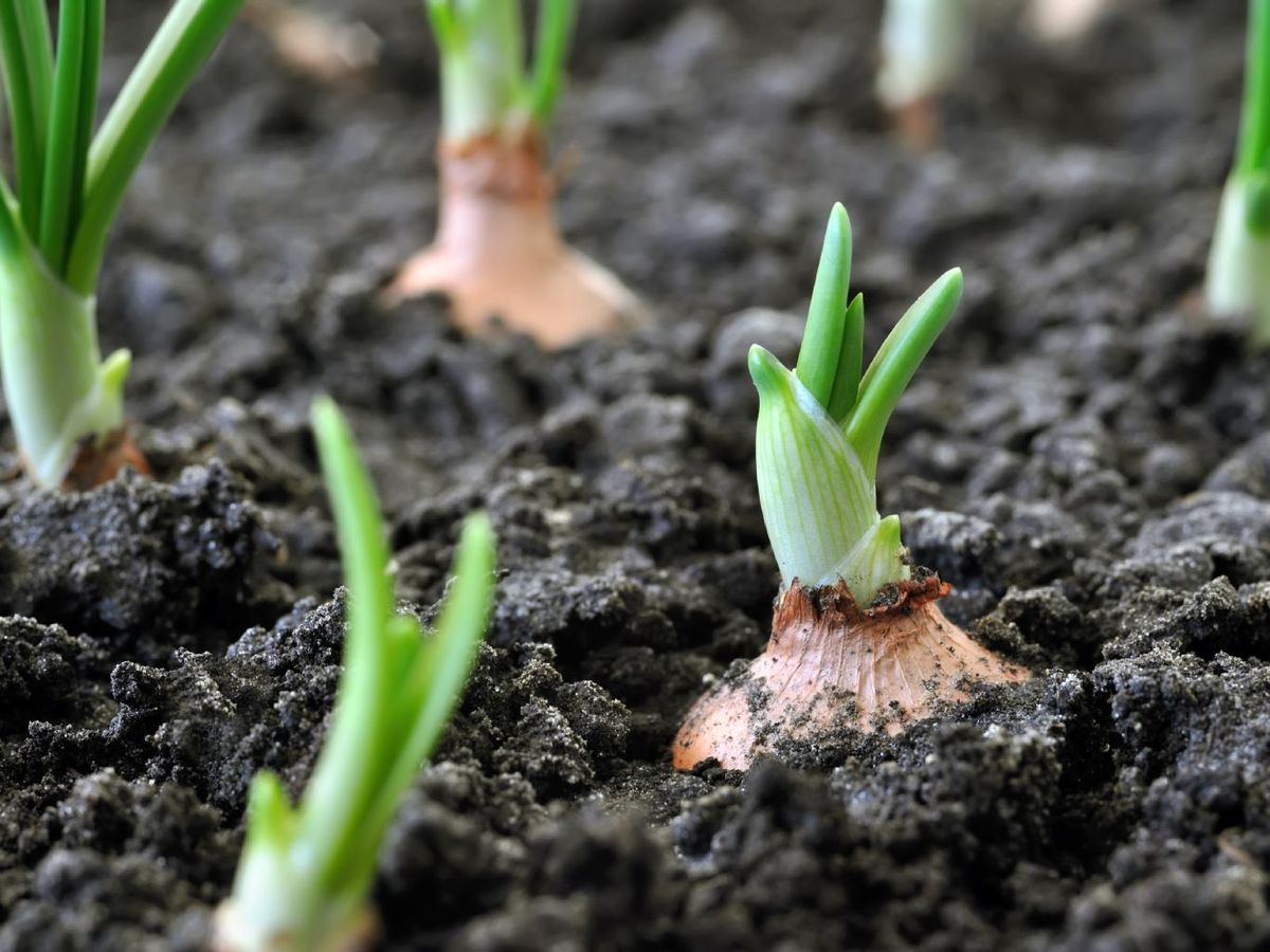 Cebollas cultivadas con abono verde: suelos fértiles, bulbos más sanos y sostenibles.