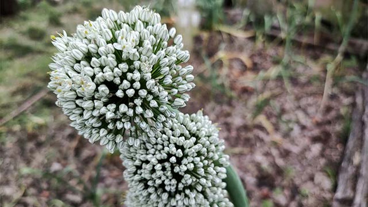 recoleccion semillas flores huerta ecologica xl
