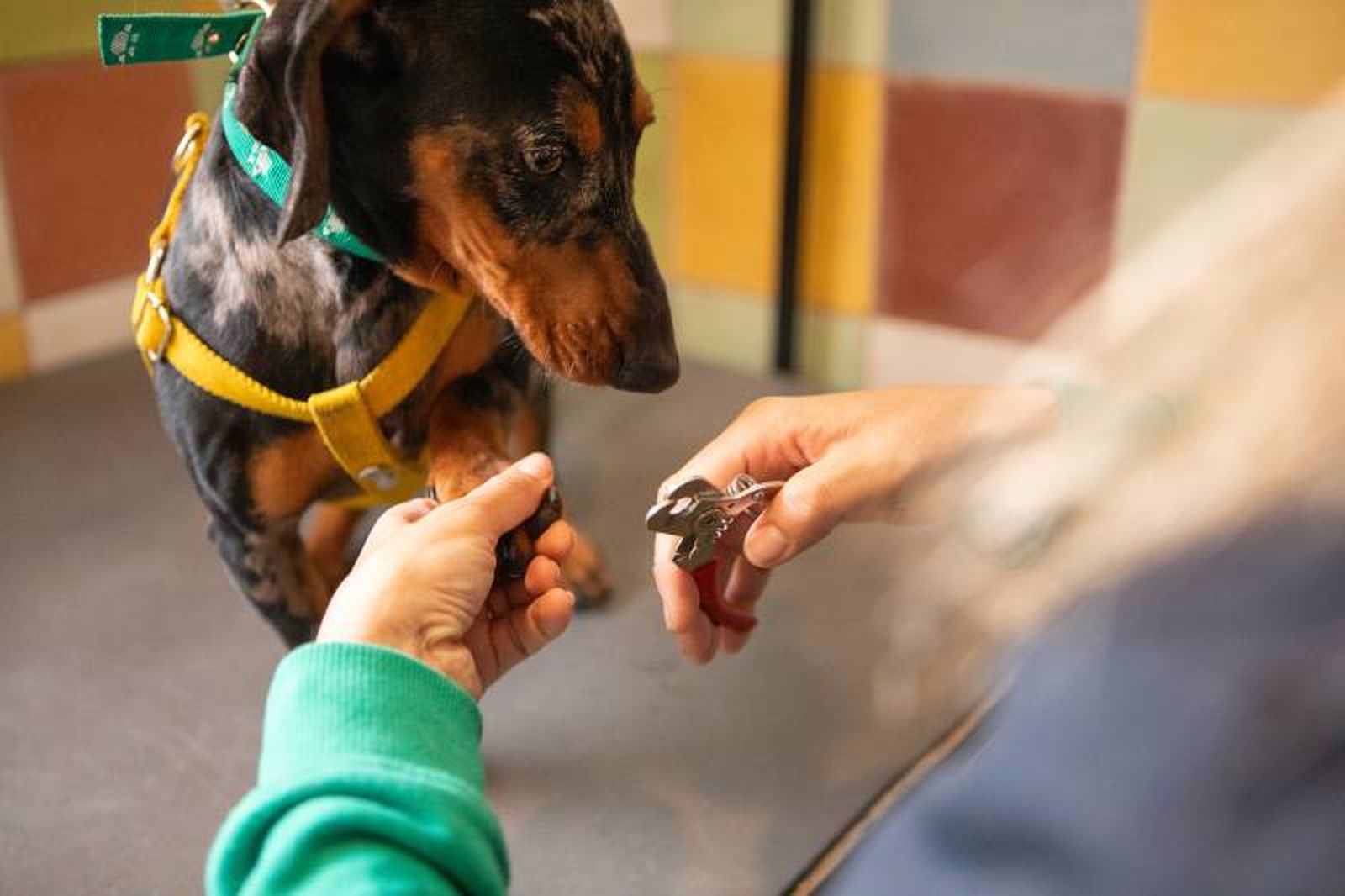 Por lo general, revisa las uñas de tu mascota cada 2-3 semanas. Por lo general, revisa las uñas de tu mascota cada 2-3 semanas.