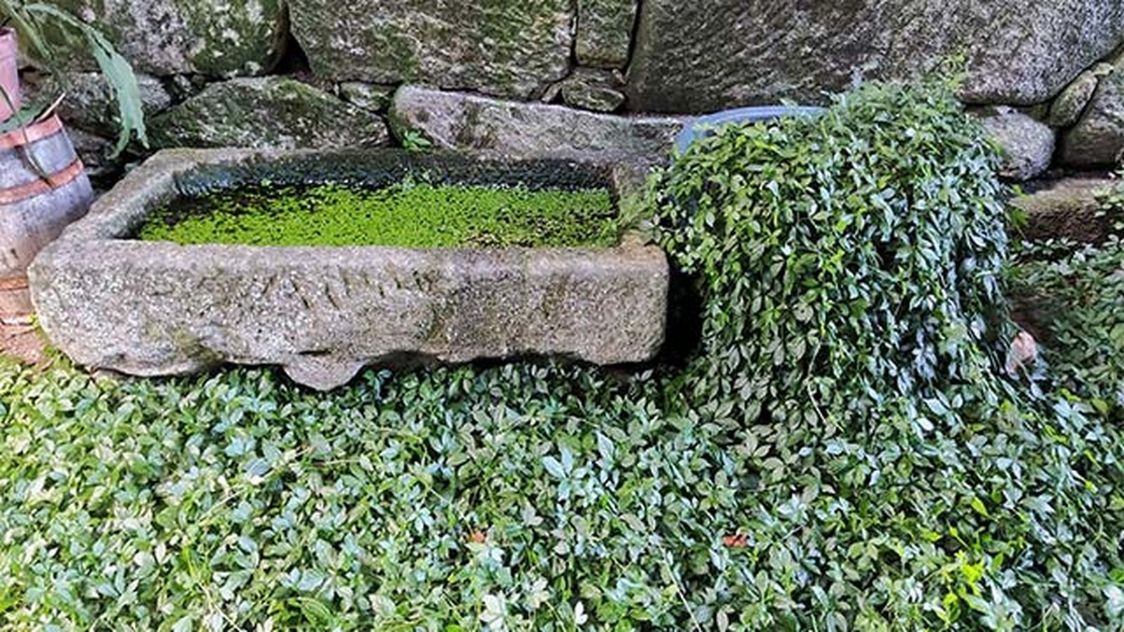 cultivo jiaogulan gynostemma pentaphyllum diario dun neno labrego cultivo jiaogulan gynostemma pentaphyllum diario dun neno labrego