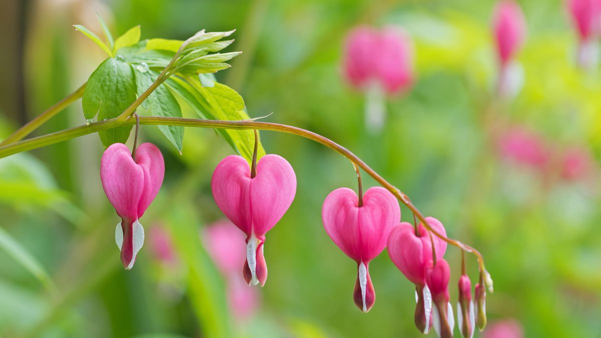 La planta corazón de sangre requiere riego regular