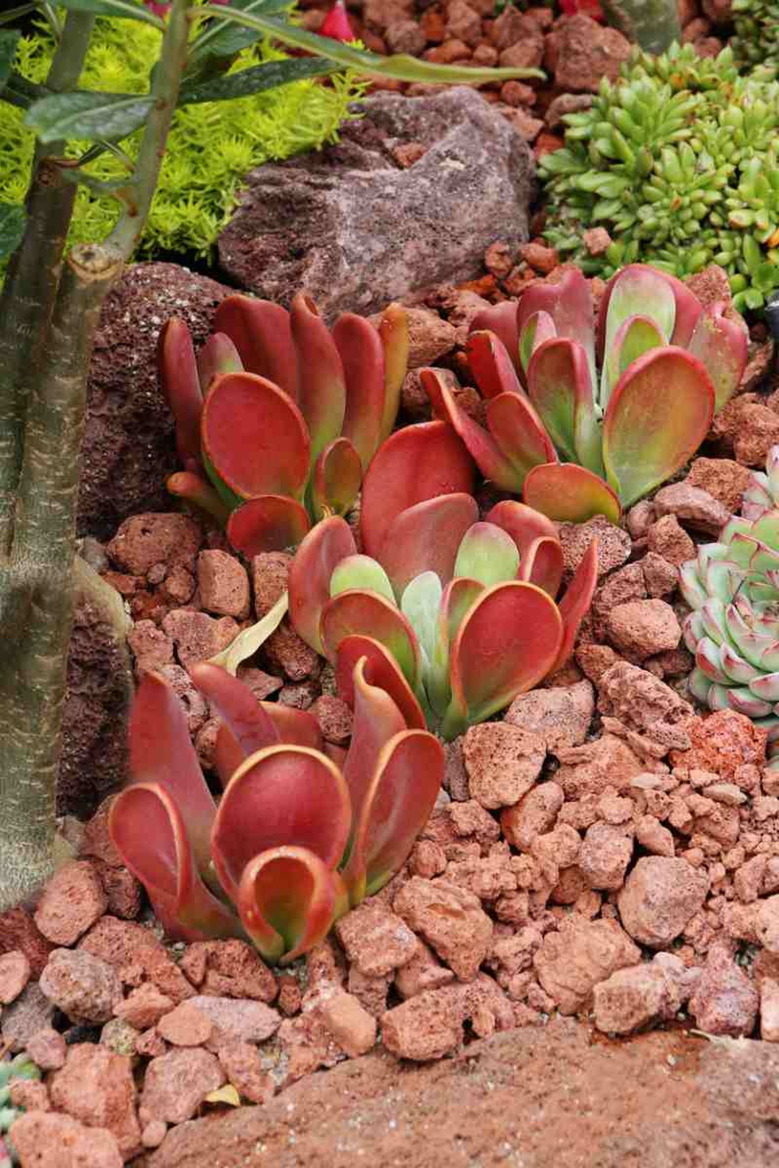 Kalanchoe luciae. Kalanchoe luciae.