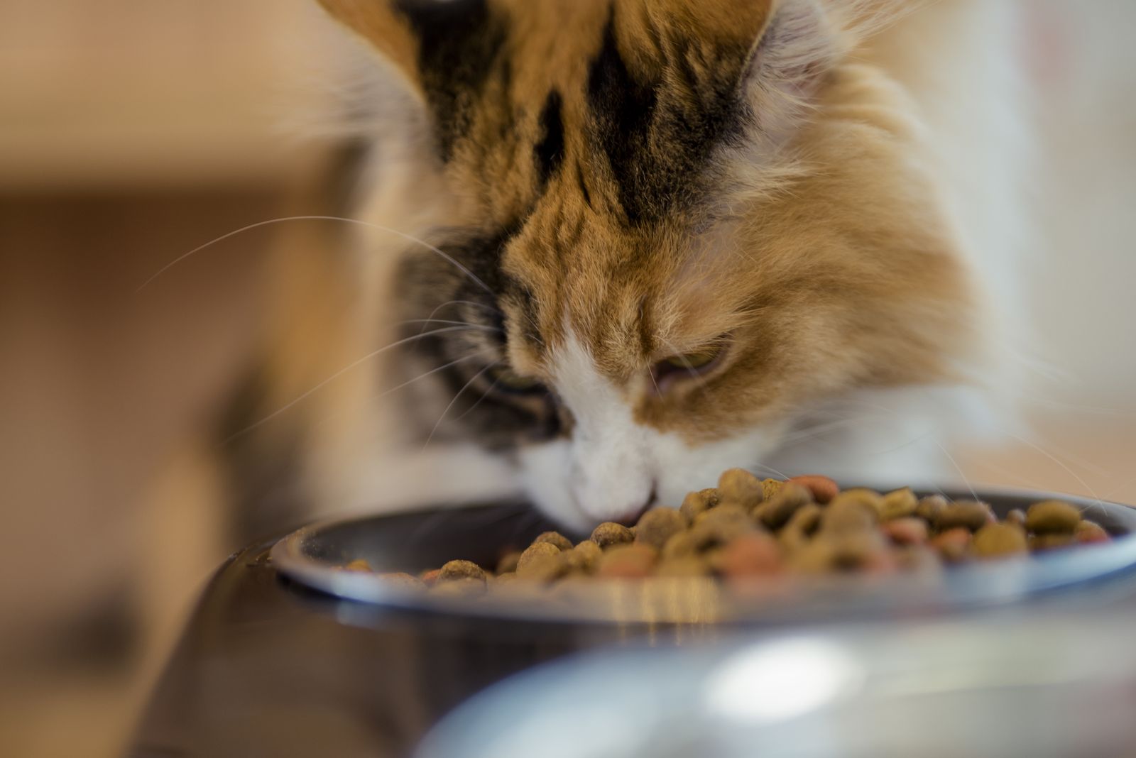 alimentación gatito
