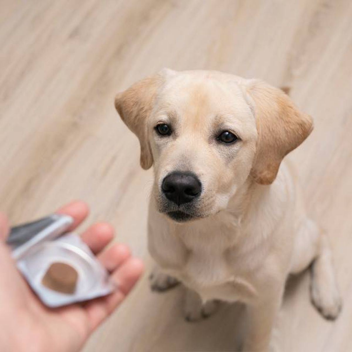 consejos para administrar comprimidos masticables bravecto desparasitacion externa perros pulgas garrapatas