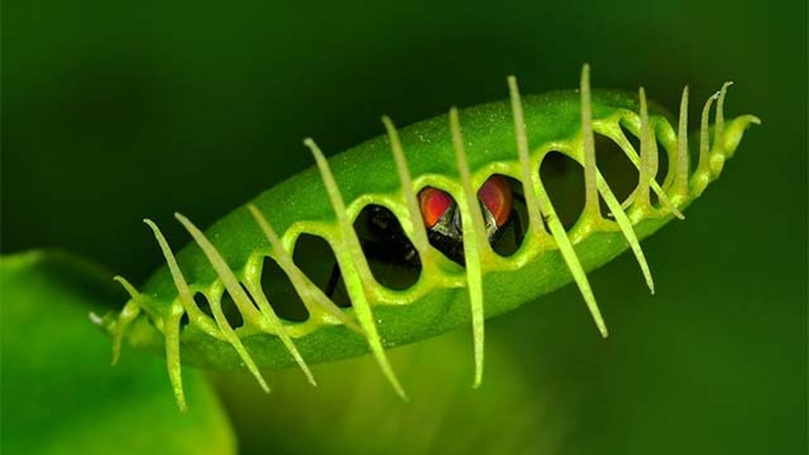 planta carnivora dionaea muscipula comiendose mosca planta carnivora dionaea muscipula comiendose mosca