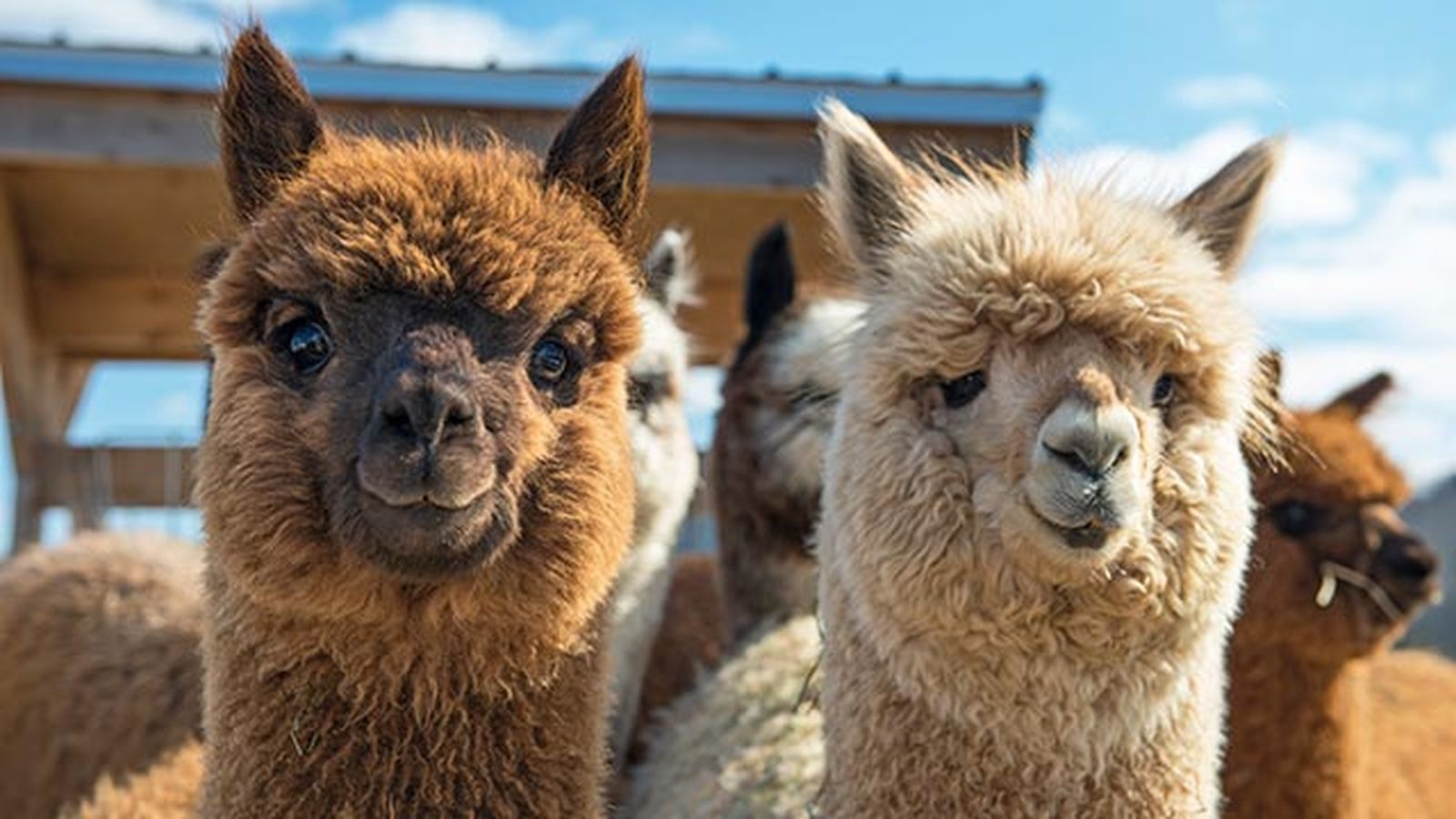 animales felices 1 alpacas animales felices 1 alpacas