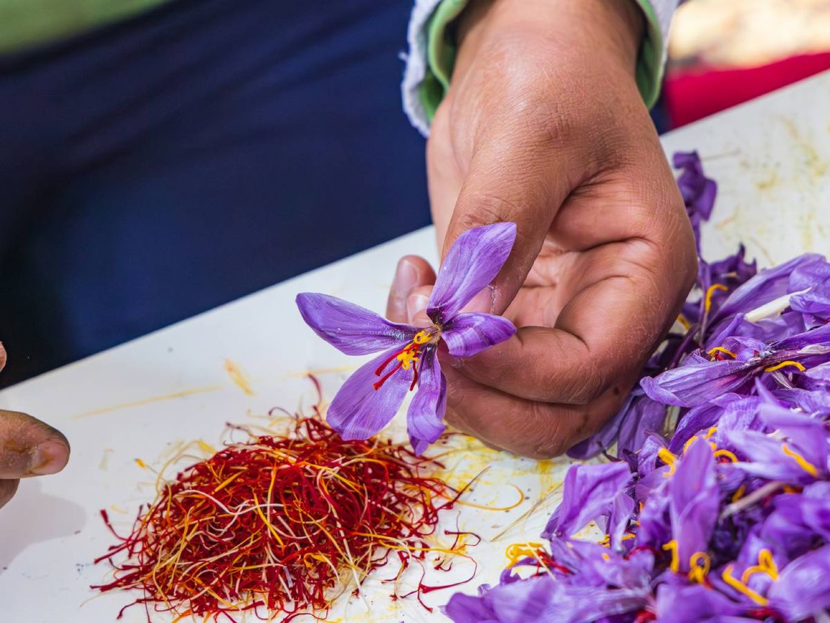 El azafrán se recolecta a mano flor por flor: una labor delicada que explica su altísimo valor en el mercado.