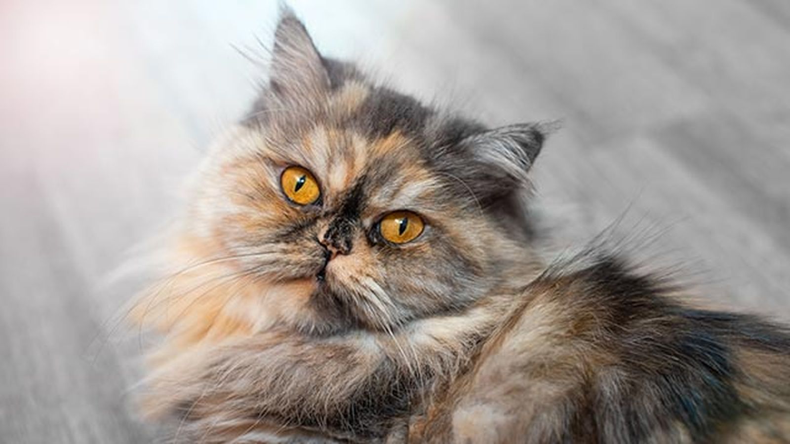 gato persa 4 gato persa 4