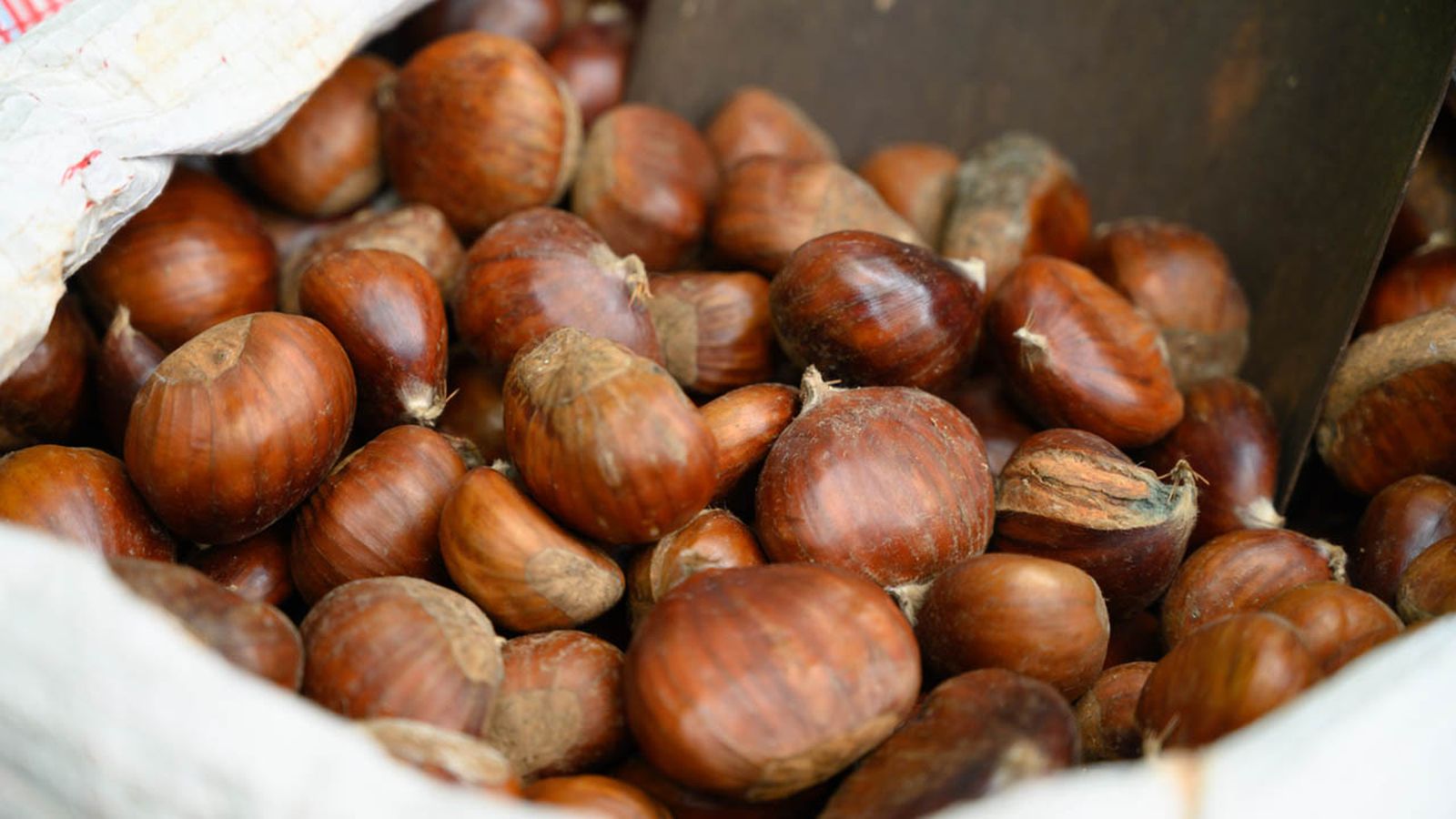 cosecha de castanas cosecha de castanas