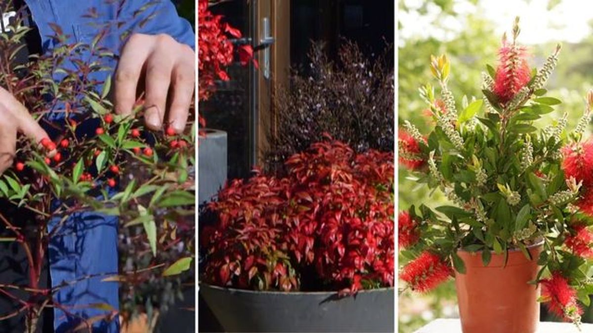plantas otono entrada casa nandina domestica nandina fire power Callistemon laevis