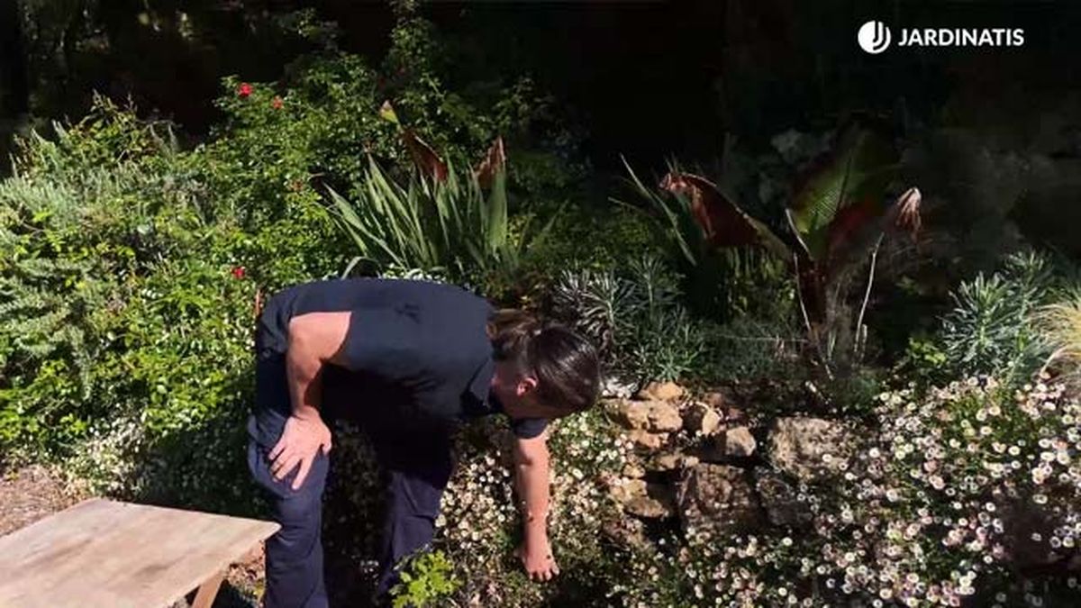 planta para muros margarita cimarrona jardinatis 22 14