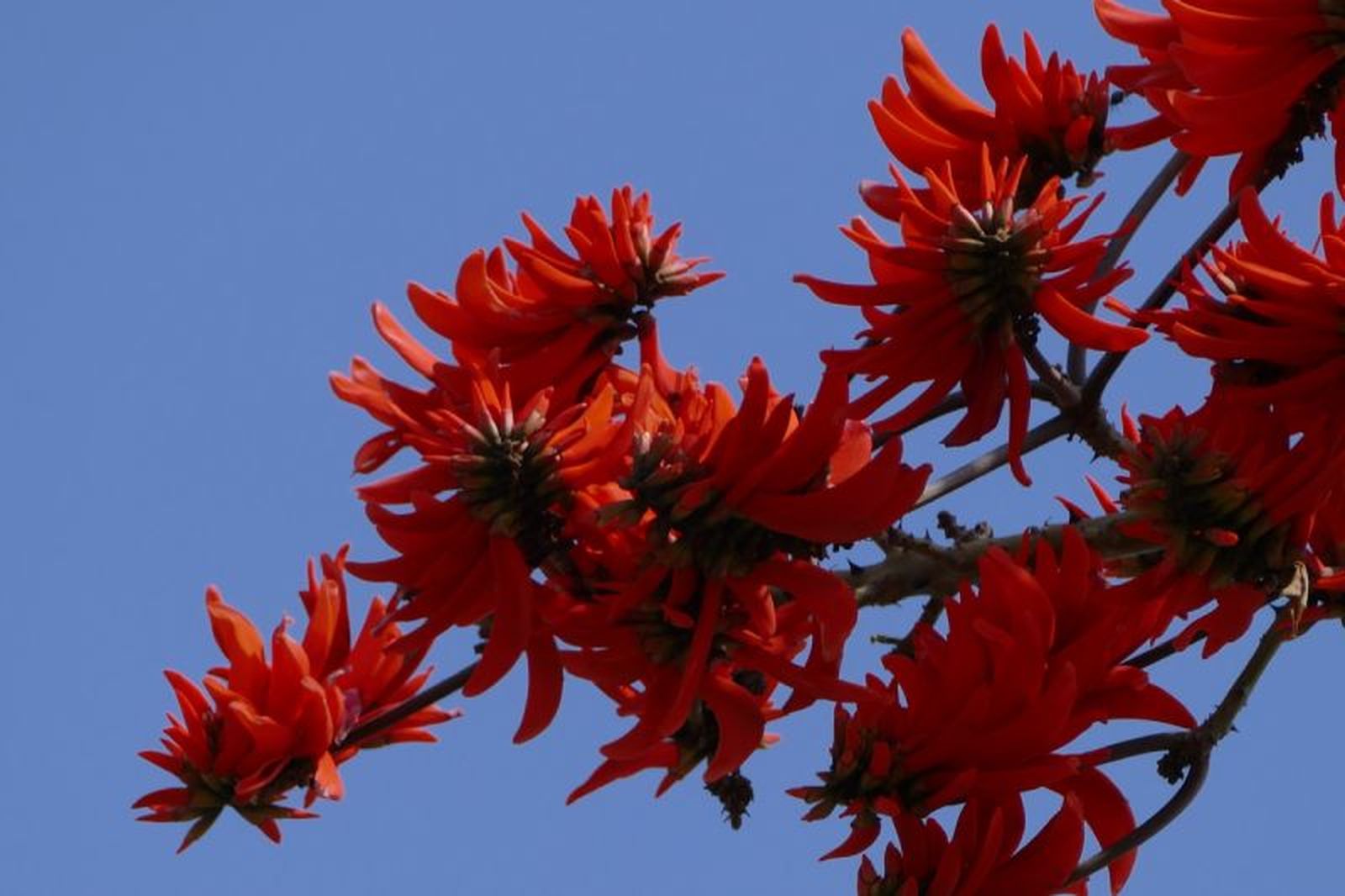Árbol conocido hasta ahora como Erythrina caffra Árbol conocido hasta ahora como Erythrina caffra