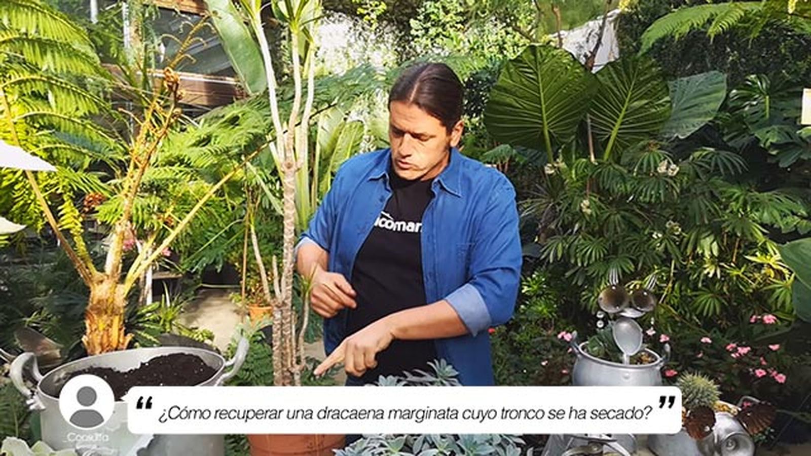 Iñigo Segurola junto a la drácena marginata Iñigo Segurola junto a la drácena marginata