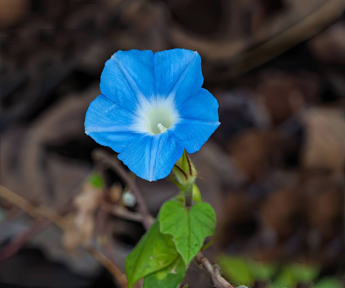 Asagao, la campanilla japonesa.