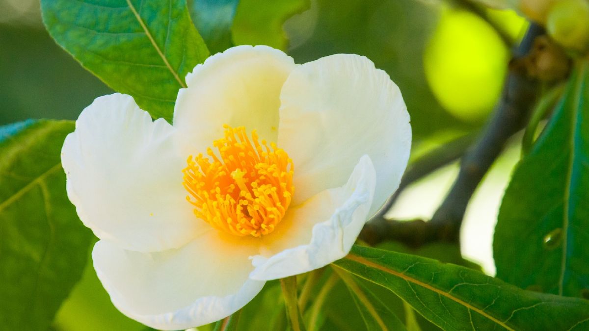 Flor del árbol Franklin
