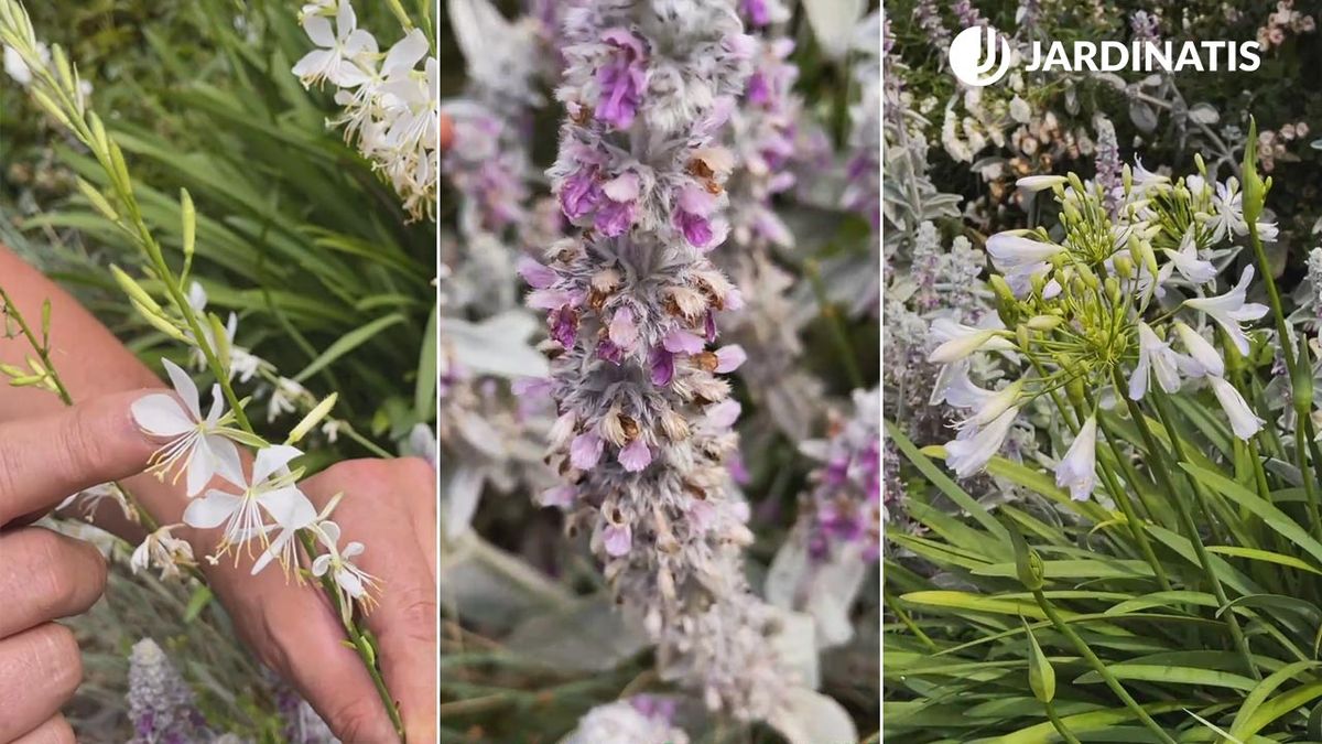 plantas perfectas con y sin flor para decorar jardin en gris blanco