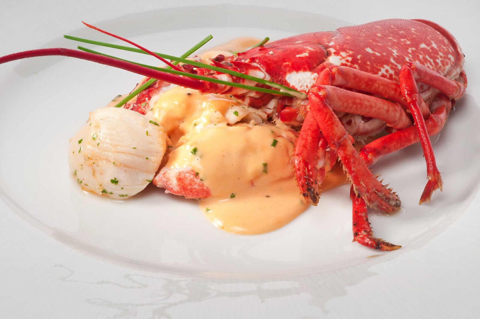 bogavante xl