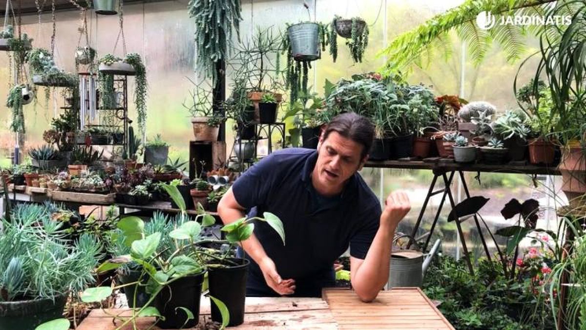 Acodar significa colocar una ramita con una raíz latente sobre un sustrato