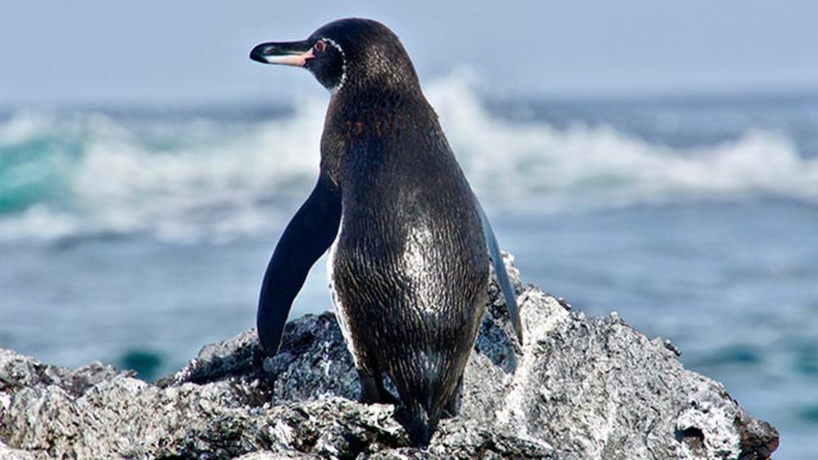 aspectos curiosos pinguinos 4 aspectos curiosos pinguinos 4