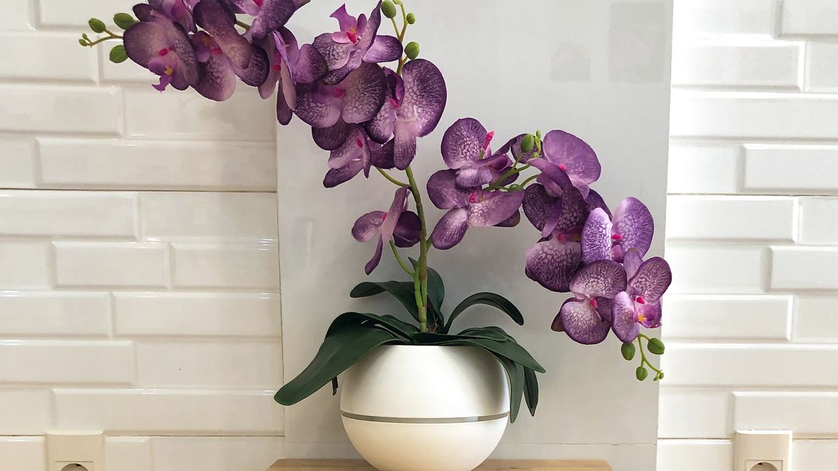 Las de tallo largo se pueden usar para darle vida a lugares vacíos