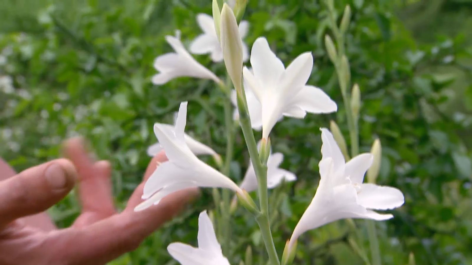 deco 619 plantas de flores blancas para el jardin gladiolo fatima deco 619 plantas de flores blancas para el jardin gladiolo fatima