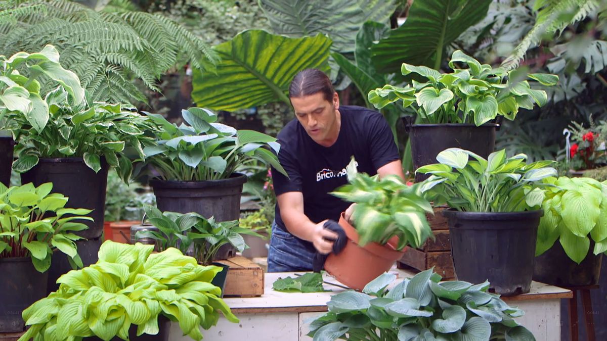 bBrico 953 3 cinta cobre plaga caracoles hostas limpiar contenedor