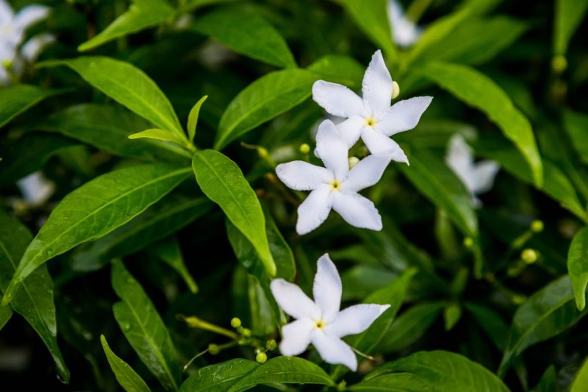 La poda ayuda a controlar el tamaño de la planta.