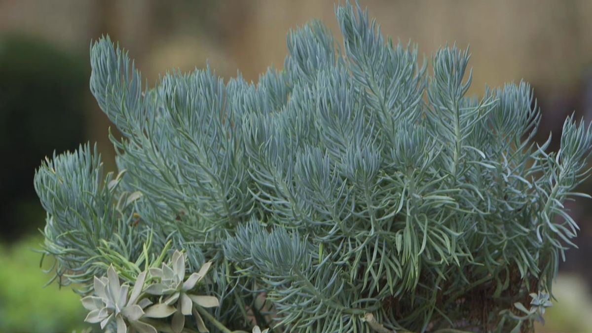 brico 1013 jardin esquejar senecio azul 1