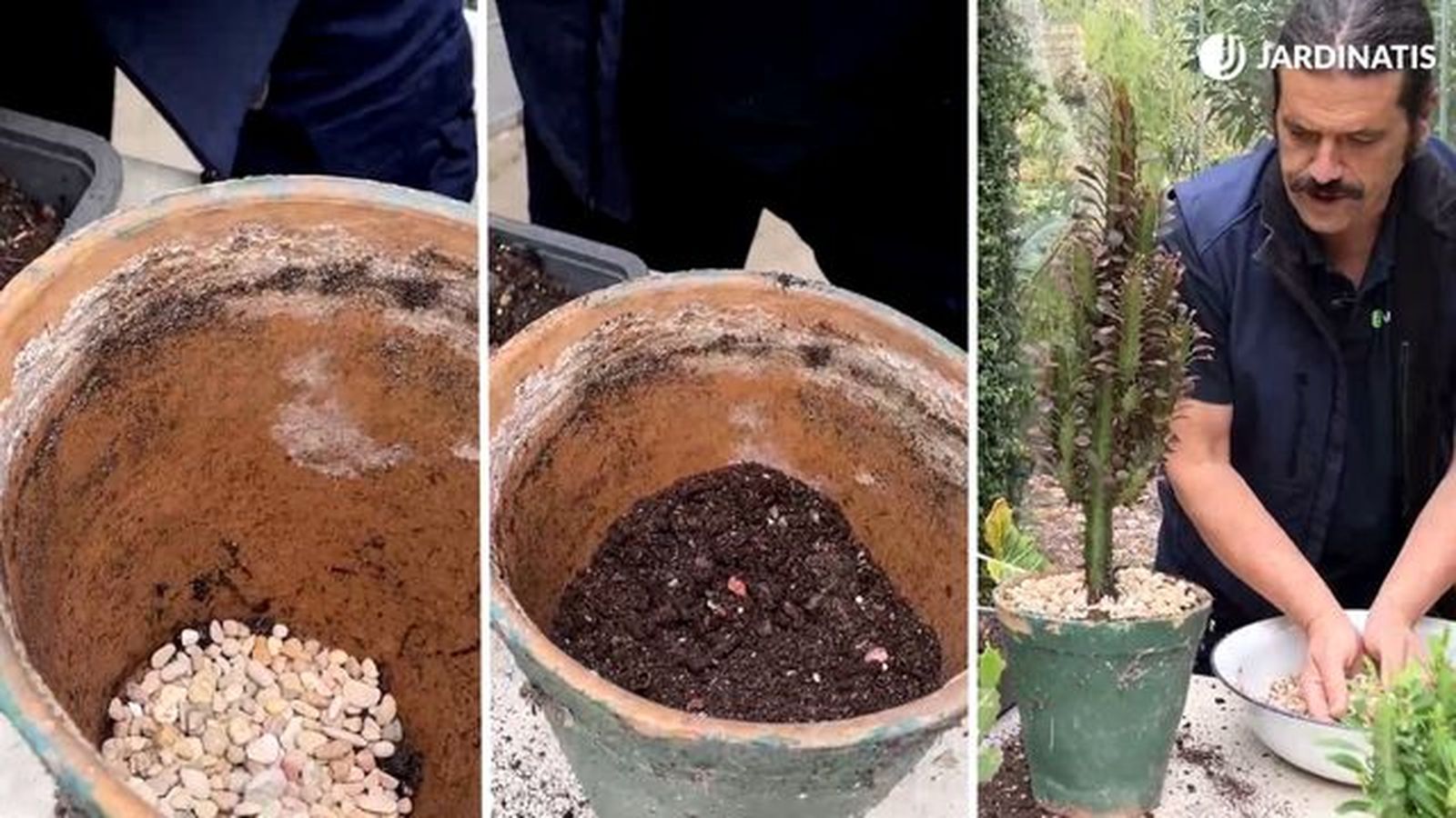 plantacion euphorbia trigona esquejes jardinatis 23 34 plantacion euphorbia trigona esquejes jardinatis 23 34