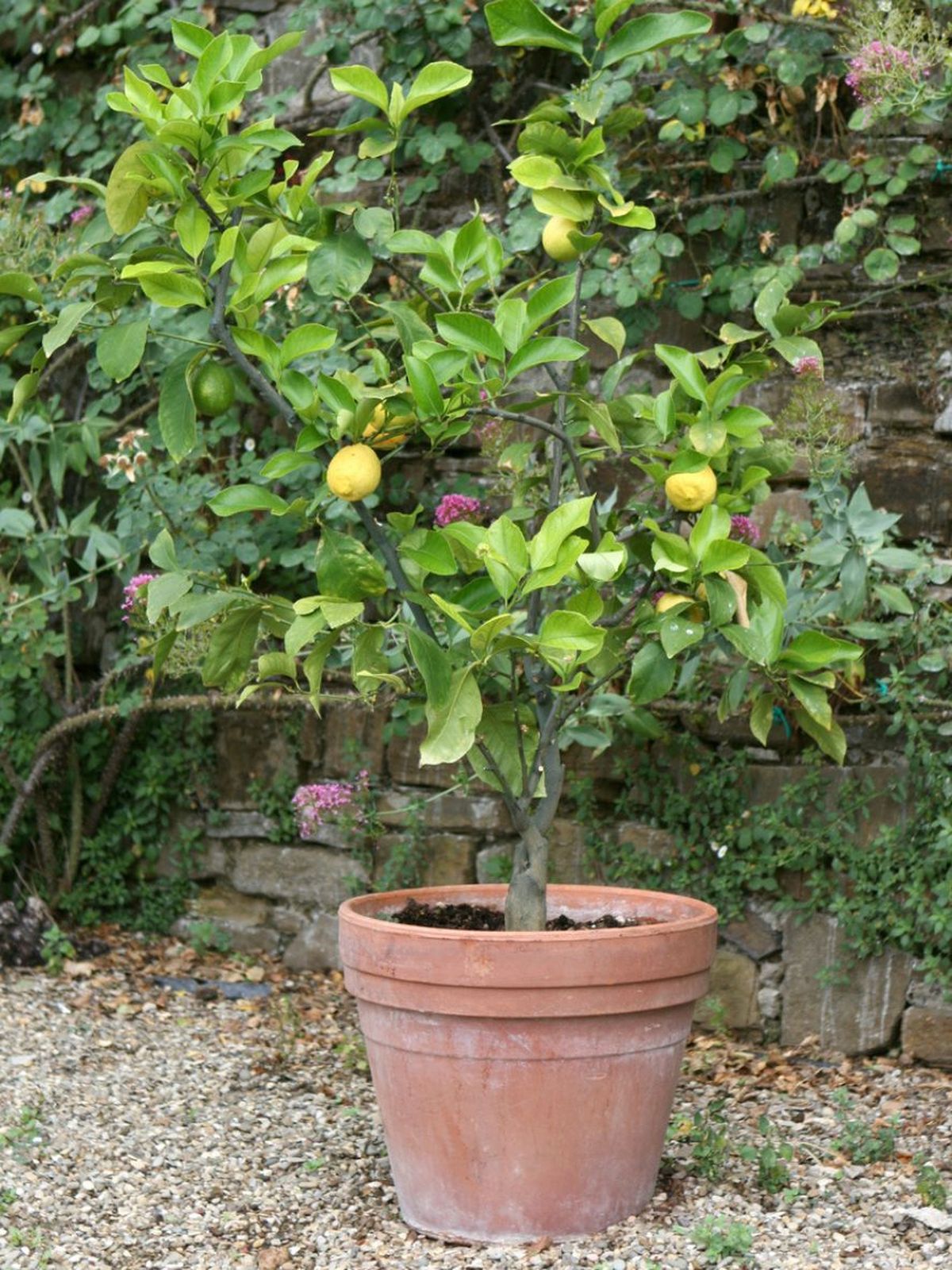 limonero plantado en maceta