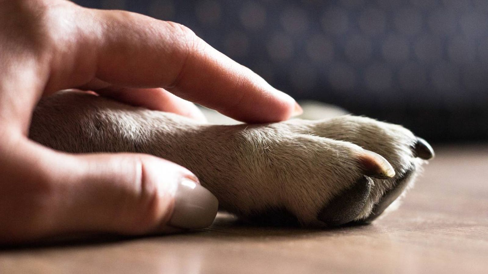 El promedio de vida de un perro suele oscilar entre 10 y 13 años.