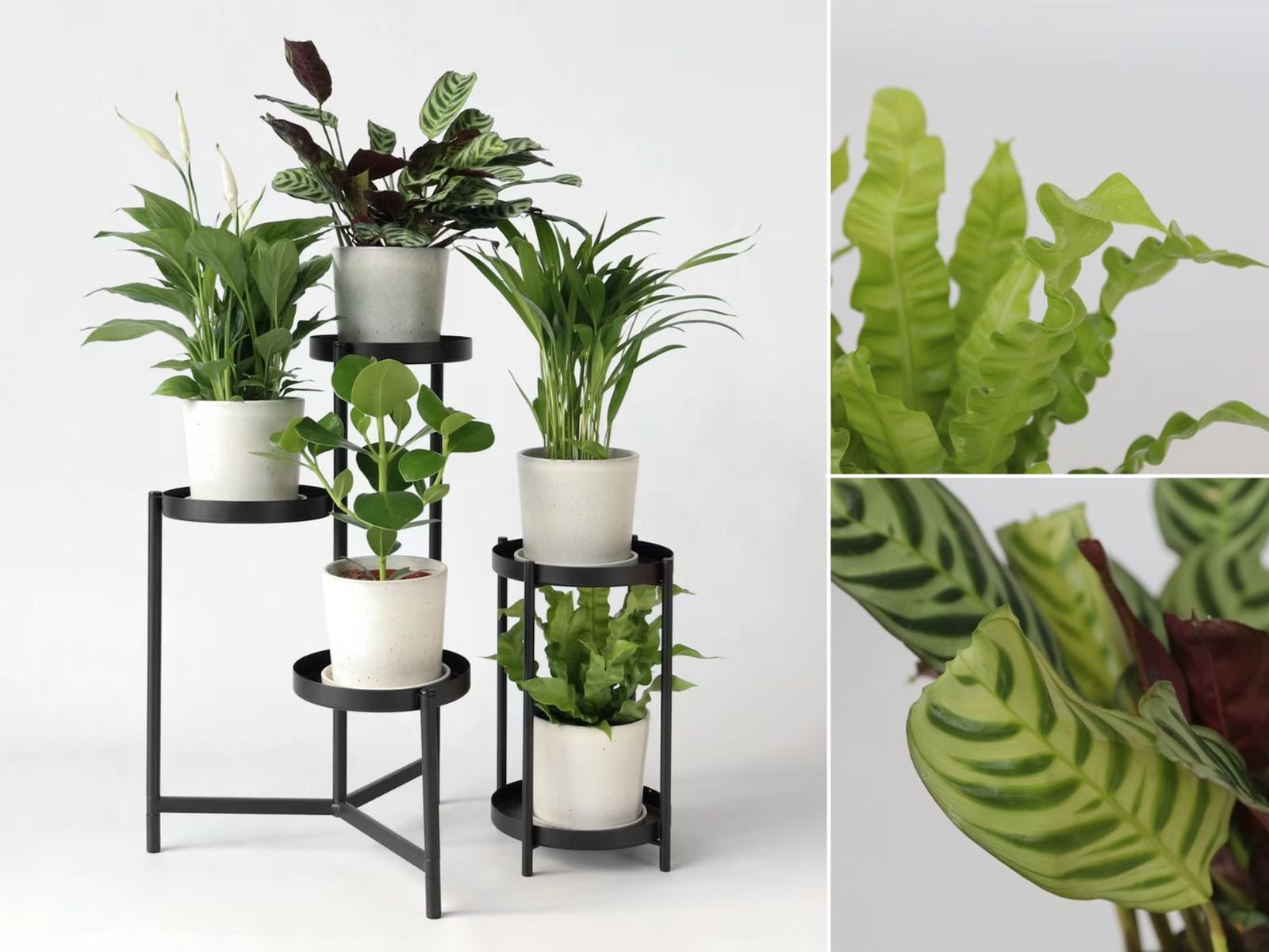 Pack de plantas purificadoras (nº: 1192528001)