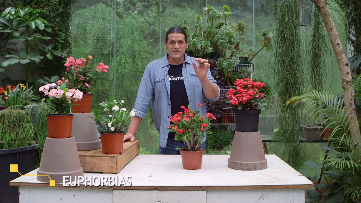 brico 952 3 euphorbia mii inicio